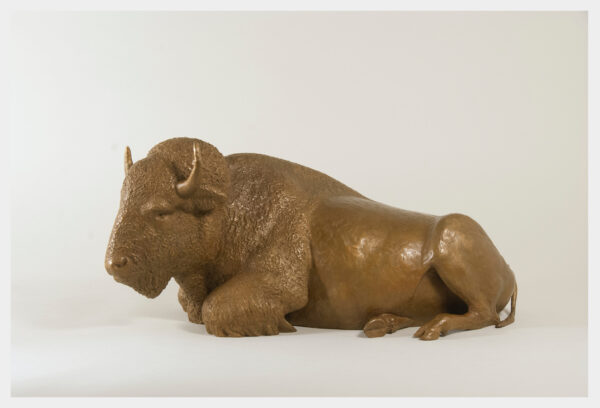 Realistic bronze sculpture of buffalo reclining 8 inches high