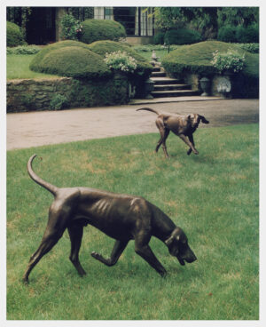 Realistic life-size bronze sculpture of two foxhounds, male hound trotting, nose to ground, and a female foxhound running, two front feet off ground, head up listening.