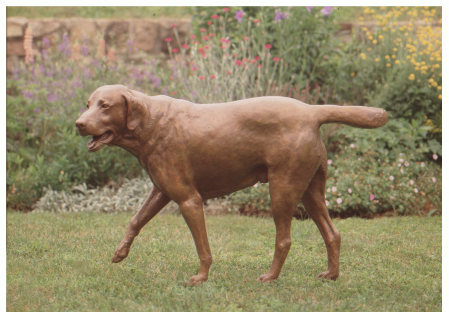 Realistic life-size bronze sculpture of a Labrador Retriever walking, right front leg up, tail wagging to right, and head turned to the left, with mouth open