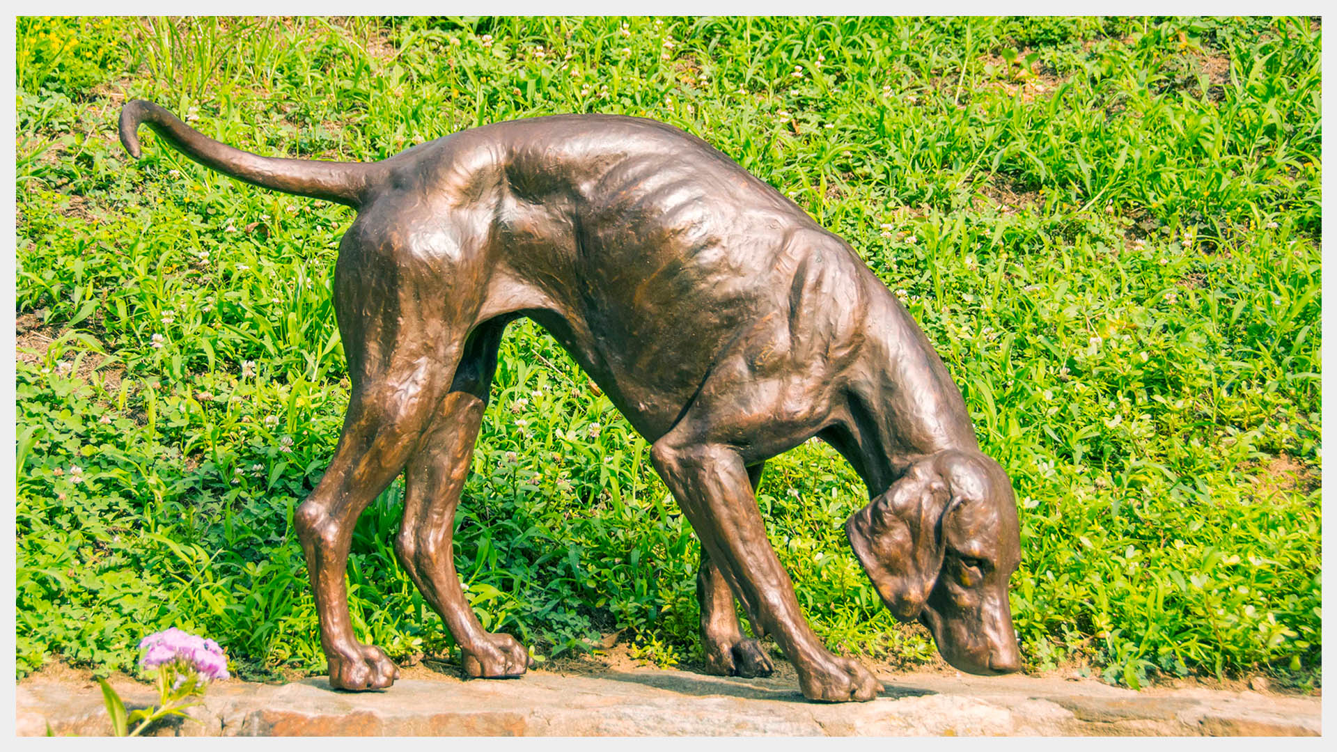 Realistic bronze sculpture life-size of a foxhound in motion, nose sniffing the ground for scent